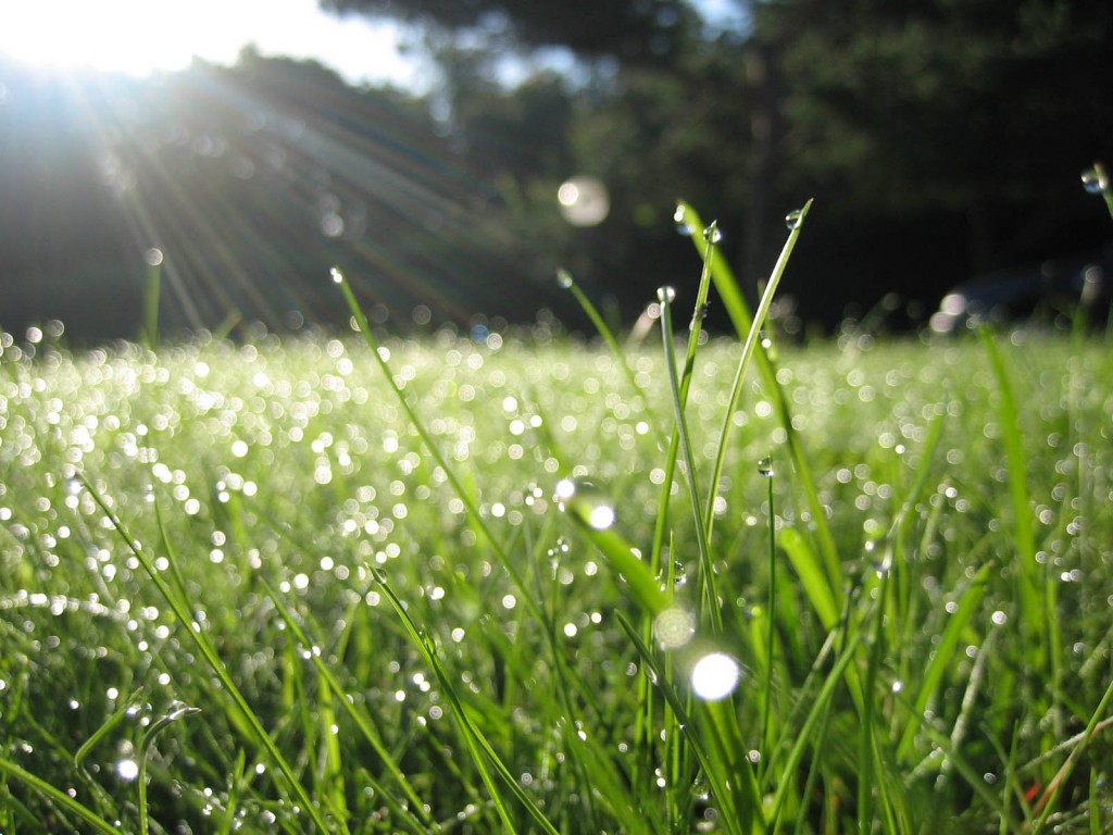 Enjoying The Dew And The Manna From The Lord To Be Revived Every Morning