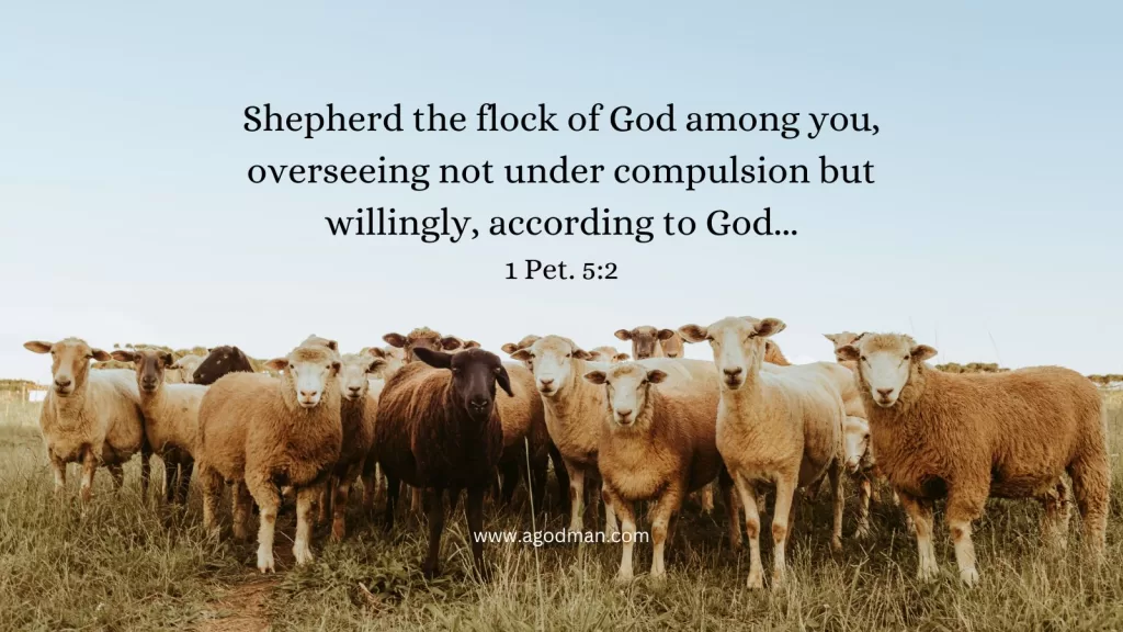 We Need Shepherding And Teaching To Be Perfected In Function