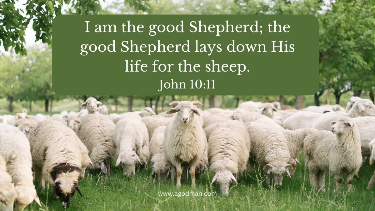 Shepherd People according to the Pattern of the Lord Jesus
