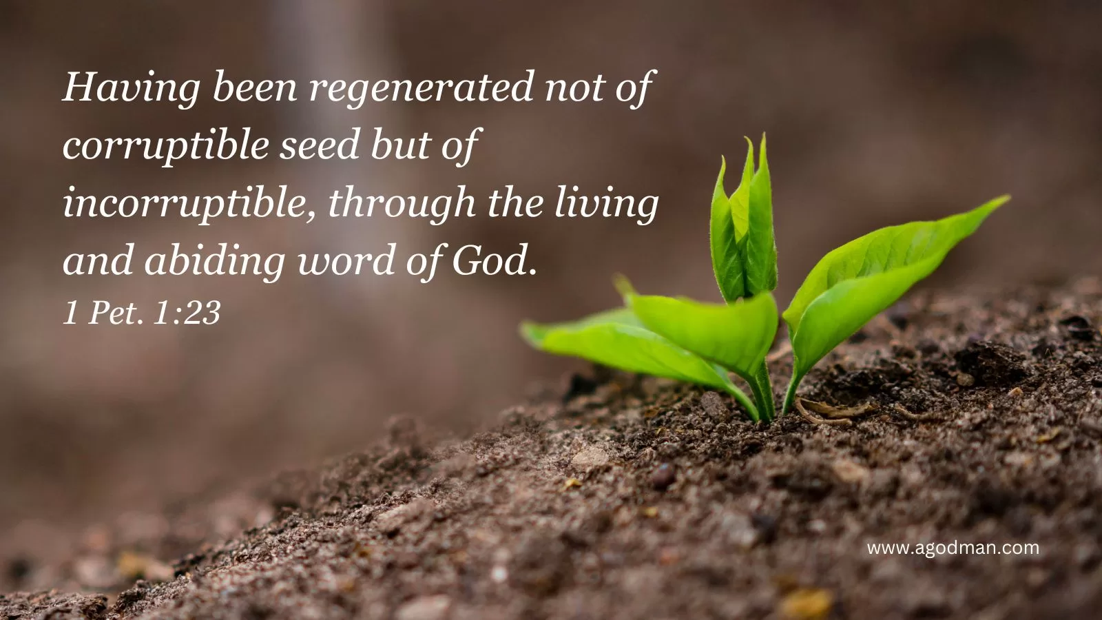 Regeneration: Born of God by the Spirit through the Word of Life